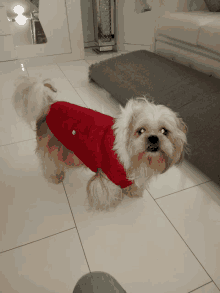 a small white dog wearing a red jacket