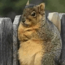 a squirrel is sitting on a wooden fence .