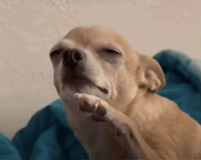 a small chihuahua dog is laying on a blue blanket with its eyes closed and its paw on its face .