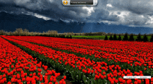 a field of red flowers with mountains in the background and a screen that says try saying " tart listening "