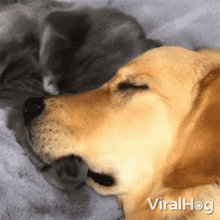 a dog and a cat are sleeping next to each other on a blanket with the words viralhog below them