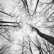 looking up at a tree with a white sky in the background