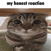 a cat is sitting under a table with its arms crossed and smiling .