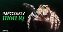 a jumping spider with the words impossibly high iq above it