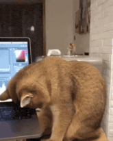 a cat laying on a desk in front of a laptop computer