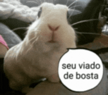 a rabbit is sitting on a person 's lap with a speech bubble that says seu viado de bosta .