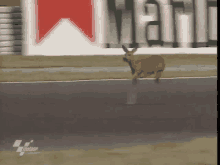 a deer is running down a race track in front of a marlboro sign .