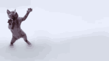 a cat is standing on its hind legs with its paws up in the air