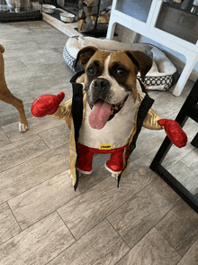 a dog wearing boxing gloves and a jacket that says champion