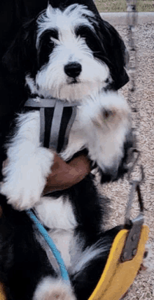 a black and white dog wearing a harness is sitting on a yellow chair