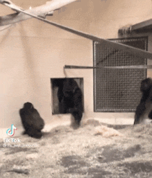 a group of gorillas are standing in a cage and one of them is looking out of a hole .