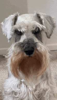 a close up of a dog 's face with a beard