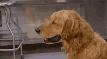 a wet dog is sitting in a kitchen next to a sink .