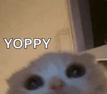 a close up of a cat 's face with the word yoppy in white letters