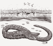 a black and white drawing of a snake with the name corn on the bottom right corner