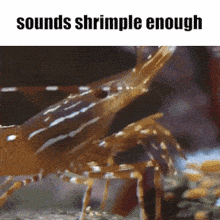 a picture of a shrimp that says sounds shrimple enough