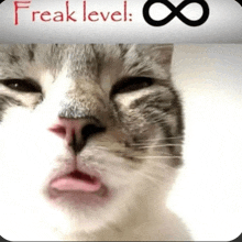 a cat sticking its tongue out with the words freak level written on the bottom