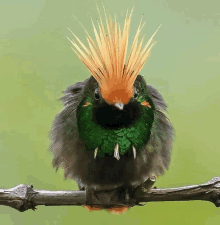 a bird with a mohawk on its head is sitting on a branch