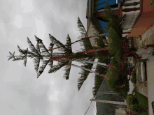 a christmas tree that looks like a palm tree is in front of a brick building