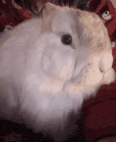 a white rabbit is laying on a red blanket with a snowman on it