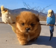 a puppy and two birds are standing next to each other .