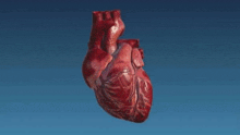 a 3d model of a human heart is floating in the air .