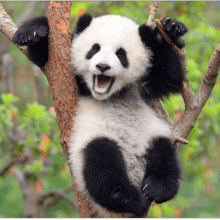 a panda bear hanging from a tree branch with its mouth open