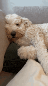 a small fluffy dog laying on a couch