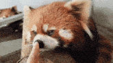 a red panda is petting a person 's finger .