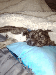 a dog sleeping on a blue pillow under a white blanket