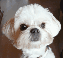 a small white dog with brown eyes and a white collar looks at the camera