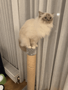 a cat sitting on top of a scratching post in front of a white curtain