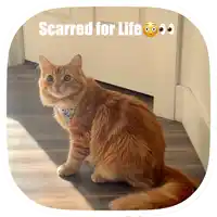 an orange cat sitting in front of a door with scarred for life written above it