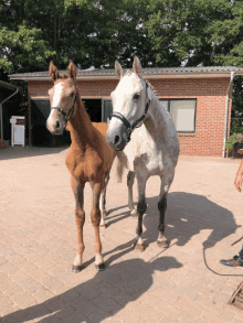 two horses standing next to each other in a brick yard