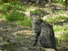 a cat is sitting in the dirt and grass looking at the camera