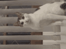 a cat is laying on its back on a railing and looking at the camera