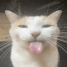 a close up of a cat with its tongue out