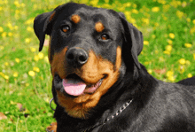 a black and brown dog with a pink tongue sticking out