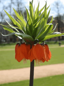 a plant with orange flowers and green leaves is growing in a field