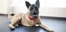 a brown and black dog is laying on the floor wearing a red collar .