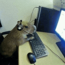 a capybara wearing headphones and a microphone is sitting at a desk in front of a computer .