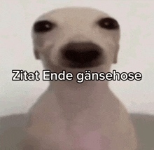 a close up of a dog with the words zitat ende gansehose written on it