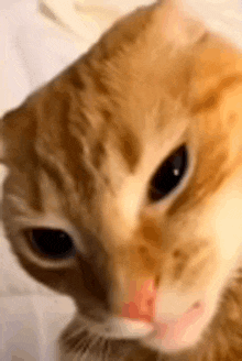 a close up of a cat 's face with a red nose .