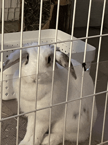 a white rabbit is in a cage with a clear plastic tray in the background