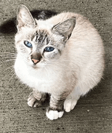 a cat with blue eyes is sitting on the ground