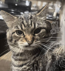 a cat with a sticker that says " bowf on top " on it