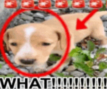 a puppy is surrounded by a red circle and the words `` what !!! '' .