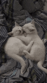 two white kittens sleeping on a bed with striped blankets