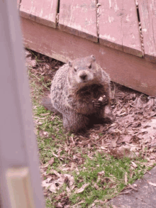 a ground squirrel standing in the grass eating a nut