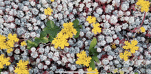 a bunch of white and yellow flowers with a green leaf in the middle